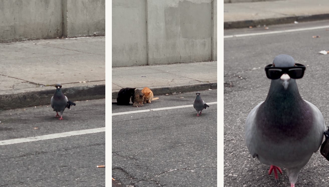 Checkpoints, the setup — 1.5 s the pigeon steps off the curb, pistol down; 4.5 s the pan left finds the tabby, the black cat and the orange cat over the mouse; 12.6 s the second digital zoom lands on the Wayfarers.