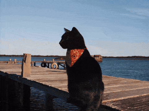 The finished video — same pier, same sunset, same eleven shots, new stars. (Open this document in Google Docs to watch it play.)