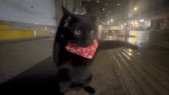 The finished clip — same street, same camera, same combo, new fighter. (Open this document in Google Docs to watch it play.)