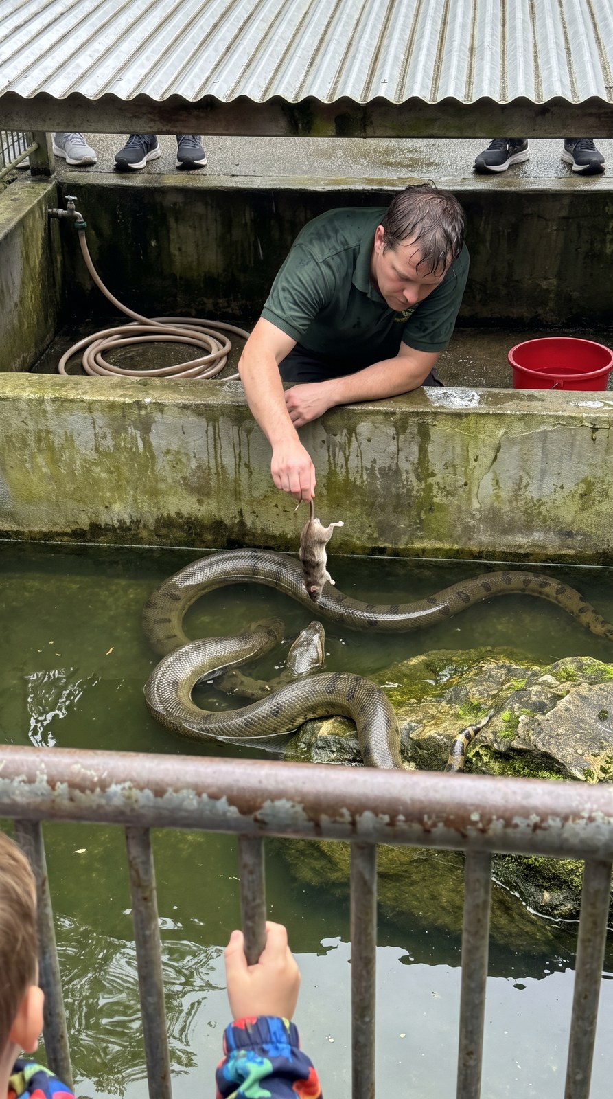 Step 01 output — the pre-strike still. Keeper leaning over the wall, rat by the tail, anaconda half-submerged with one coil tensed, railing bars and a child's hand at the bottom of the frame. This is the only image Seedance will ever see.