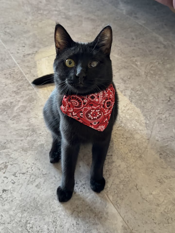 @Image 1 — Lil Rıfkı, red bandana, blind left eye.